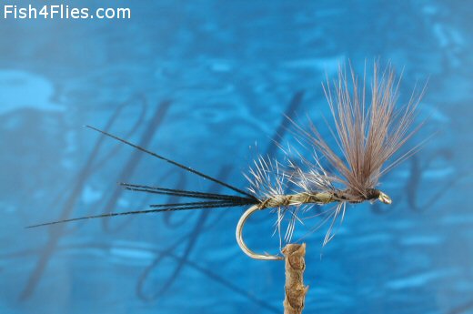 Duncan's Mayfly